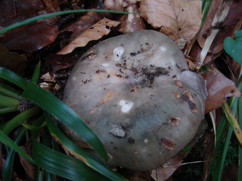 russula? Foresta nera..